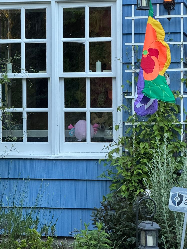 The window in the kitchen, if you look carefully you can see a little corgi face peaking out of the window.