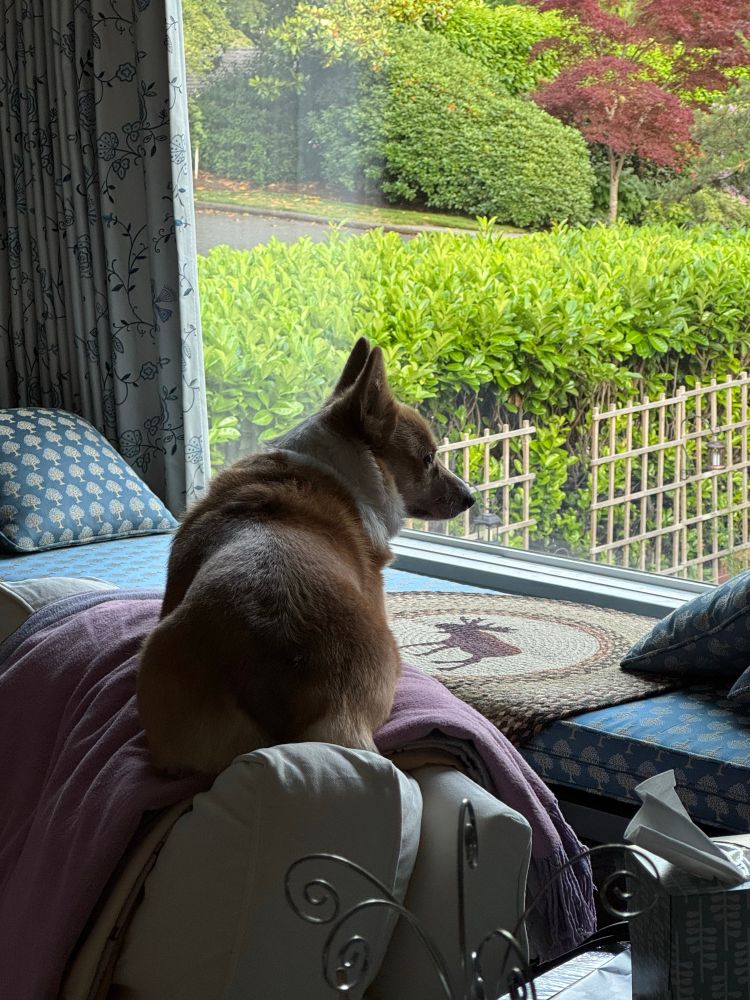 Small corgi laying on the back of the chair looking out the window.