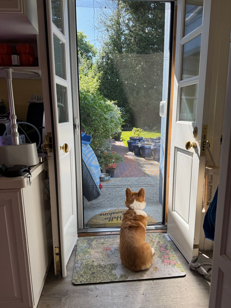 Small Oofy, the corgi, looking out the back door watching for any bunny out in the garden.