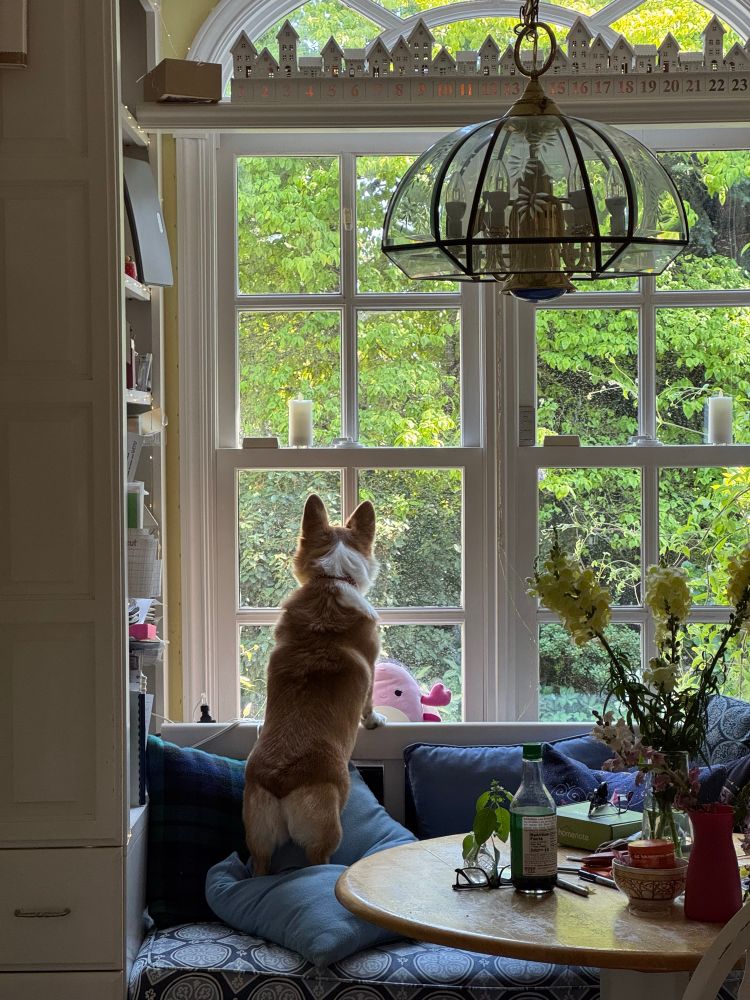 A small corgi standing on the window seat looking up out the window.