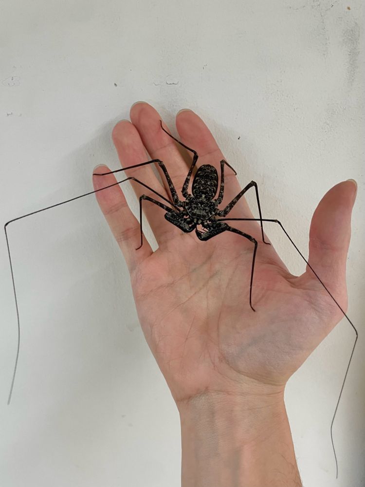 a large gray arachnid with six long legs at sharp angles, one set of even longer legs narrowed into clawless sensory filaments, and two spiky curved pedipalps sits on my hand 