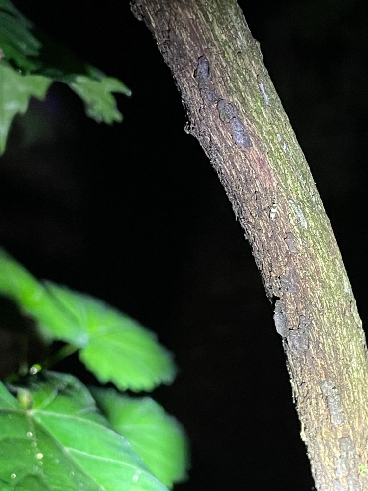 a stick with a tiny yellow and black striped bug