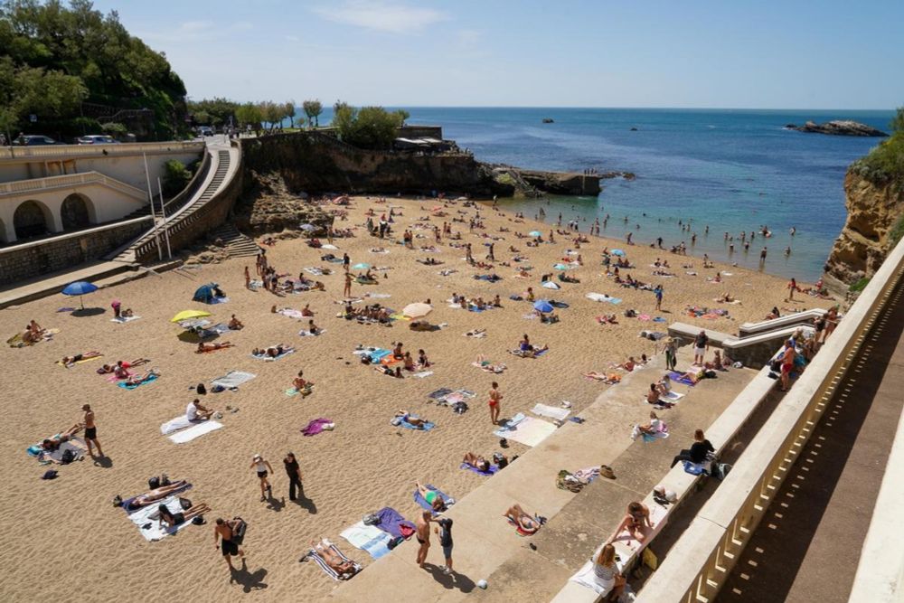 Plages de la Côte basque : la concentration d’algue toxique ostreopsis ovata explose