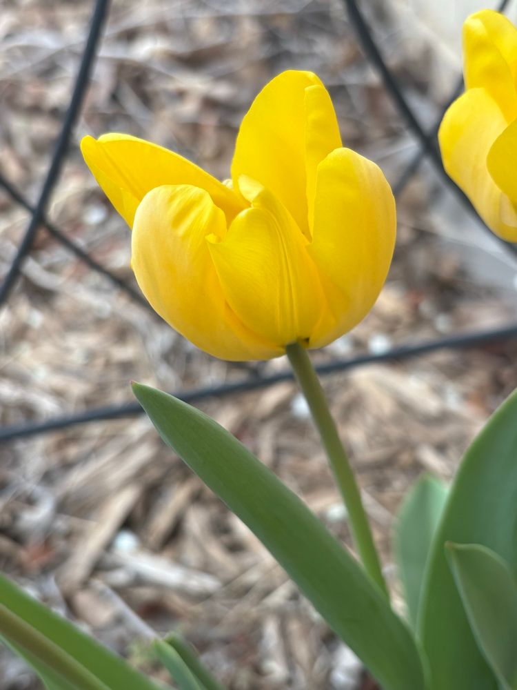 A yellow tulip 