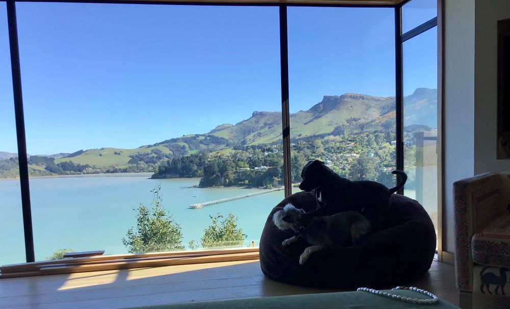 Pups playing in a beanbag 