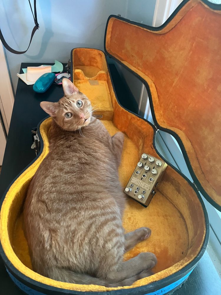 Fuzzy golden-orange cat in a guitar case lined with orange-golden fuzz, alongside a gold fuzz pedal 