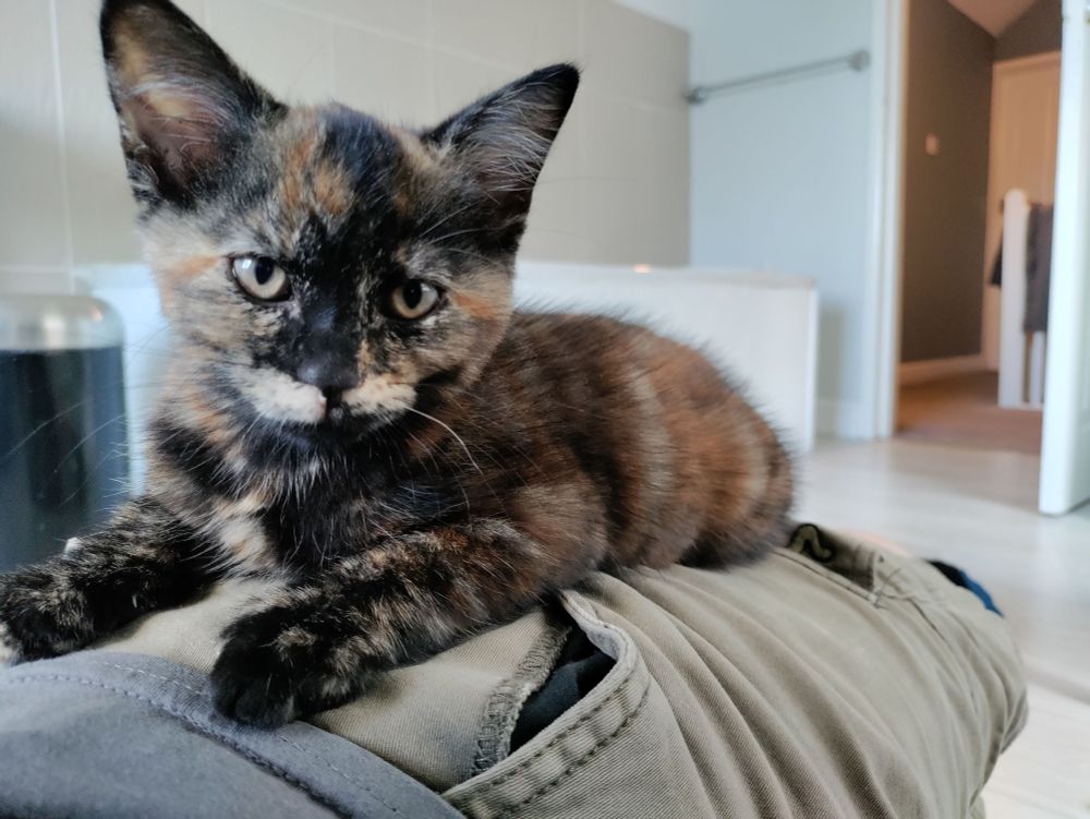 A tortoiseshell kitten looking directly at the camera. She has a white mustache and her ears are also far too large for her head.