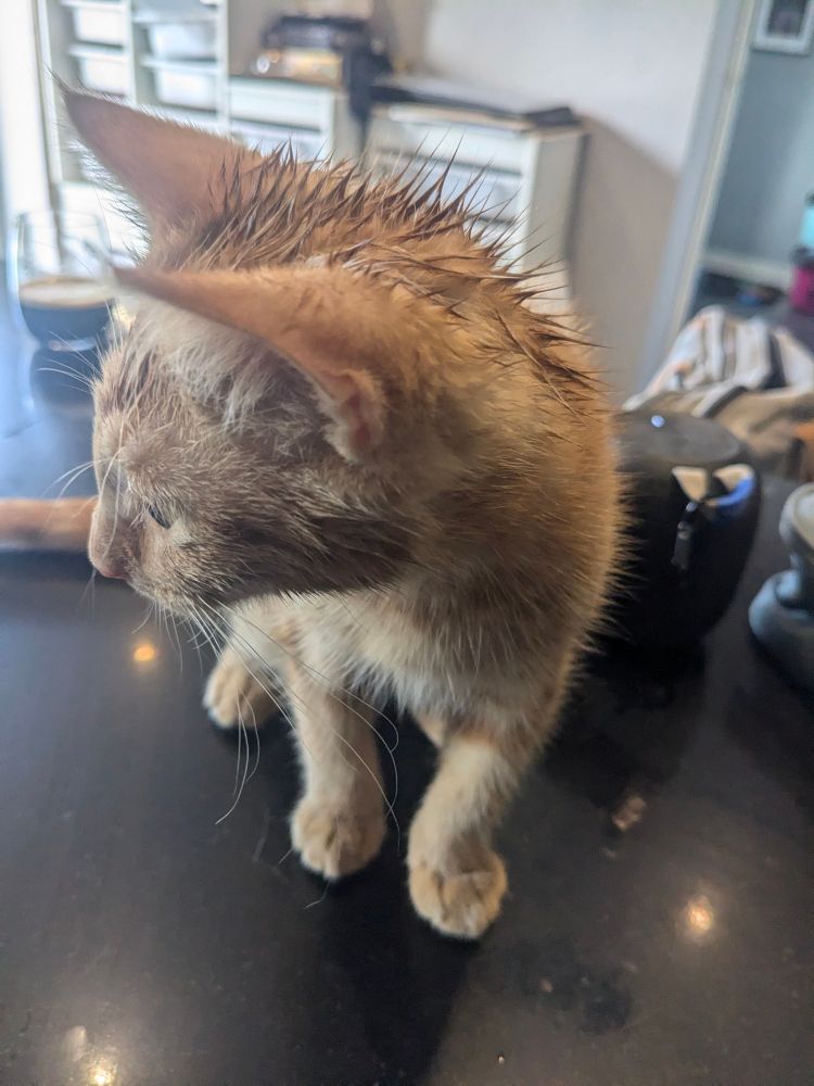 Ginger kitten who has just been washed down with a wet towel, because she wasn't washing her face and neck properly. The fur in the back of her head is all stuck up.