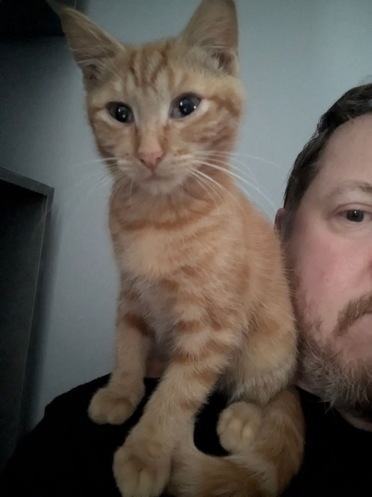 Ginger kitten sat upright on Andy's shoulder