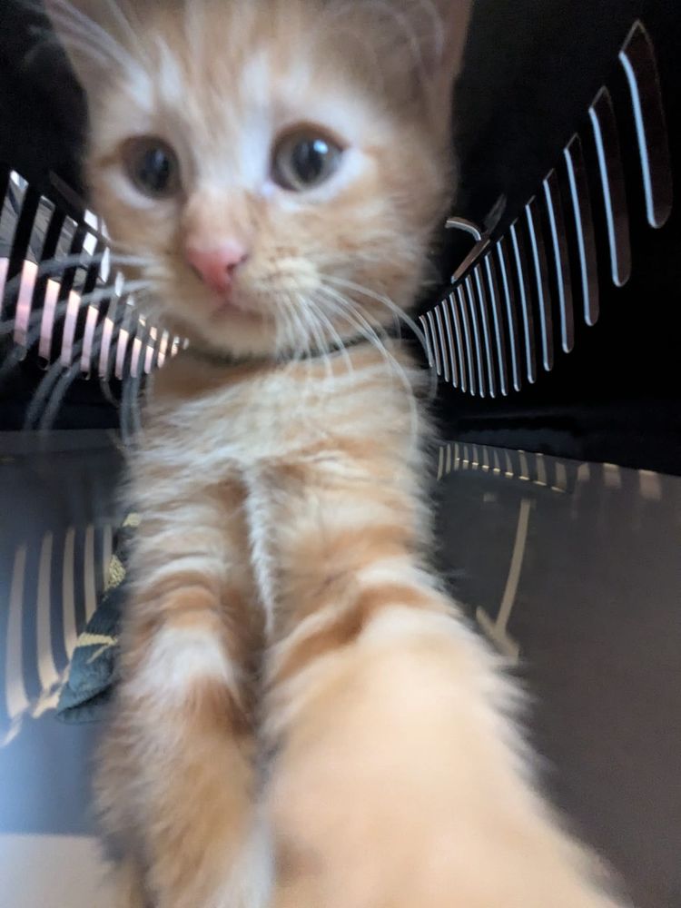 Close up of a ginger tabby kitten.