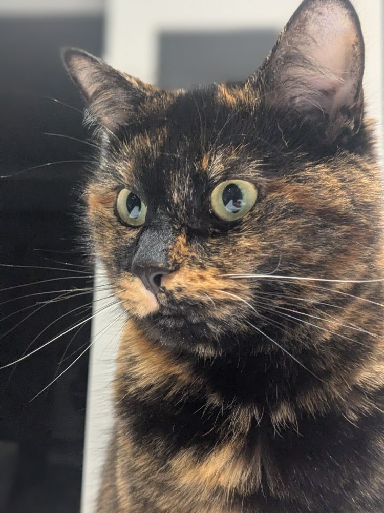 Tilly staring at something out of shot. She looks a bit manic.