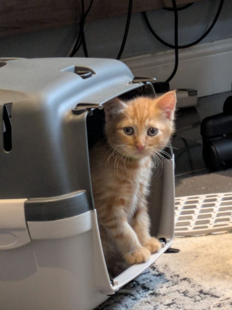 A ginger tabby kitten peeking out of a cat carrier