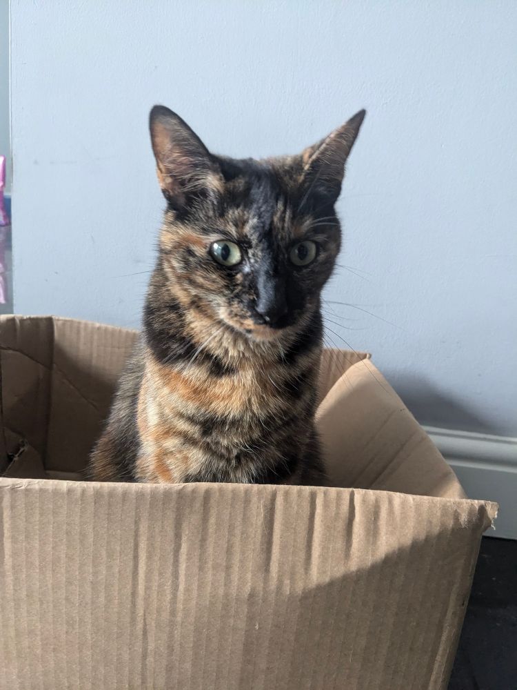 Honey, a splotchy tortoiseshell cat, sits in a cardboard box with a worried expression on her face