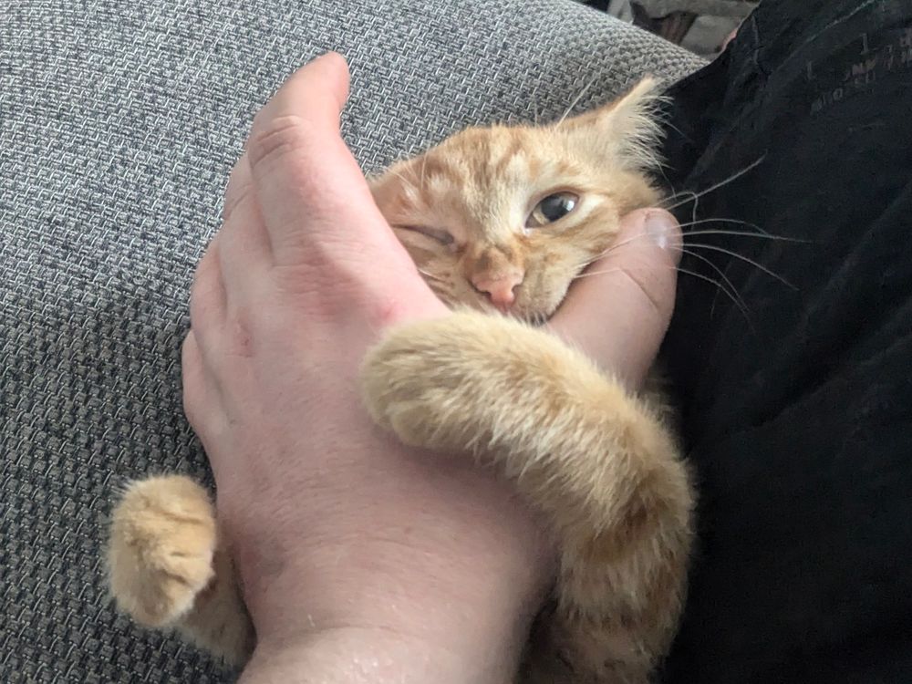 A ginger kitten fighting a marauding hand. 
Her front paws are gripping the hand, and she is trying to bite it. One of her eyes is squished shut in the struggle.