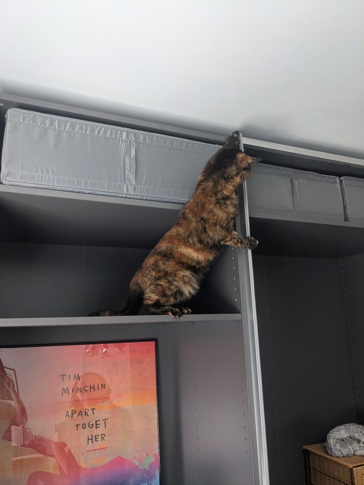 A tortoiseshell cat stood up on her back legs, on a wardrobe shelf. She is trying to figure out if she can jump onto a shelf the other side of a vertical divide. This will not end well...