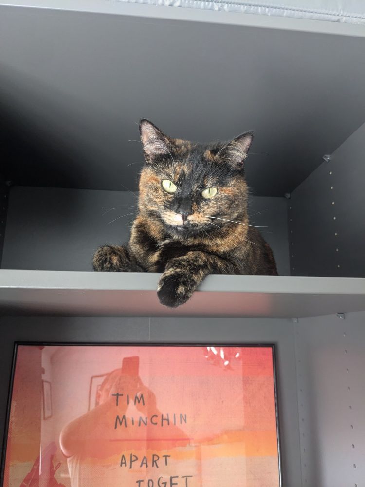 Tilly sat sassily on a shelf