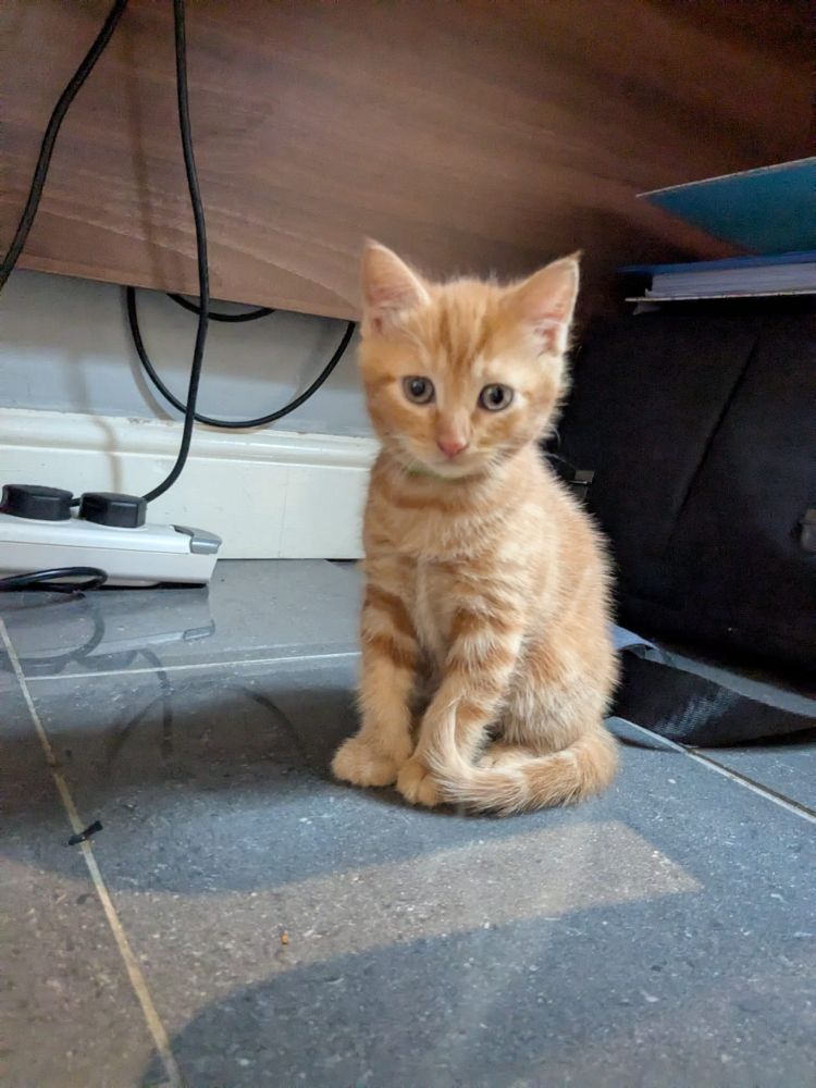 A ginger tabby kitten sat straight upright on a tile floor. His tail is wrapped around his front paws.