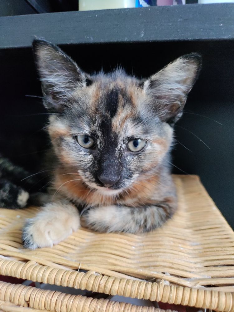 A tortoiseshell kitten sat on top of a wicker unit. 
She has a black splodge on her nose and her ears are too big for her head.