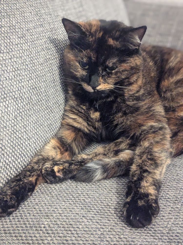 Tilly sat on a sofa, almost sphinx-like but her rear legs are sticking out forwards. She looks very silly.