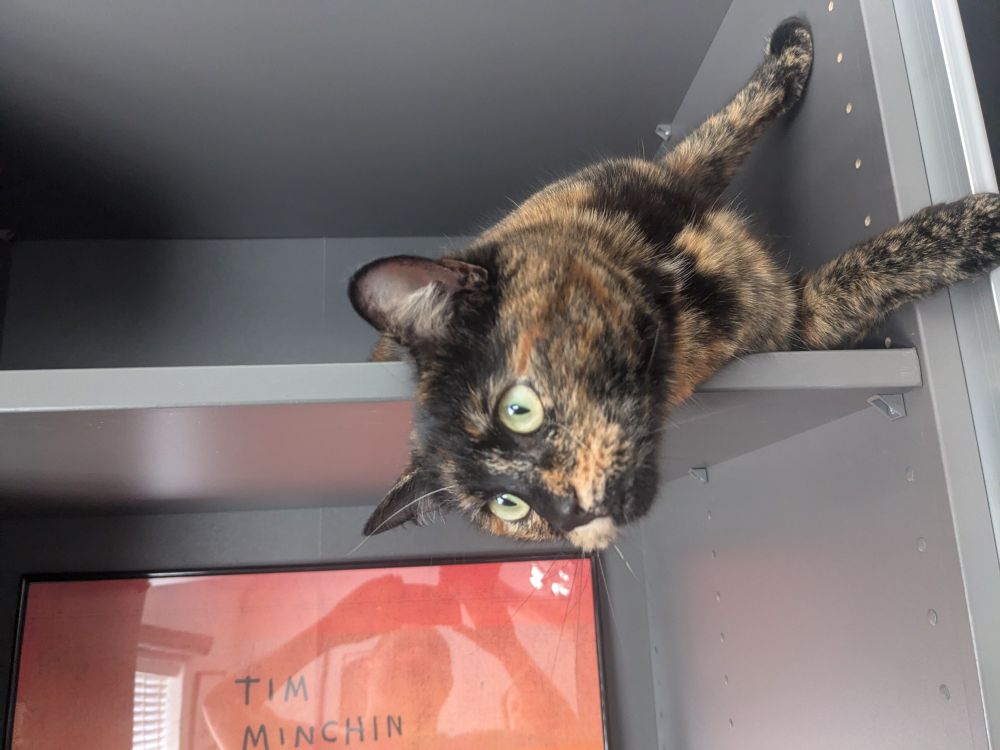 A tortoiseshell cat lay on her side on a wardrobe shelf. Her head is hanging over the edge.