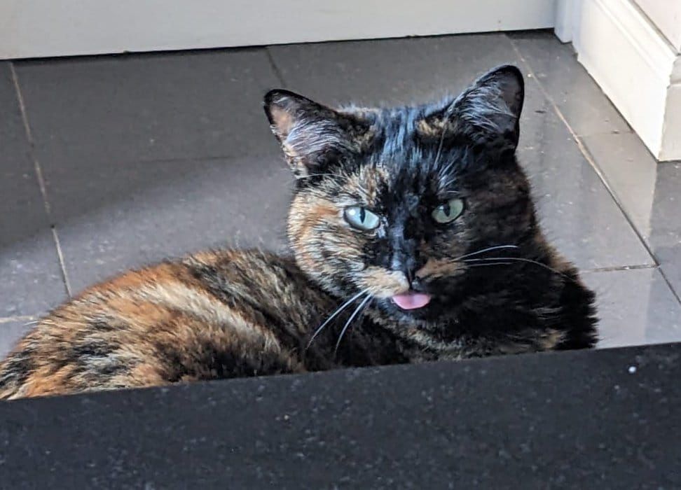 Tilly lay on the floor with her tongue stuck out