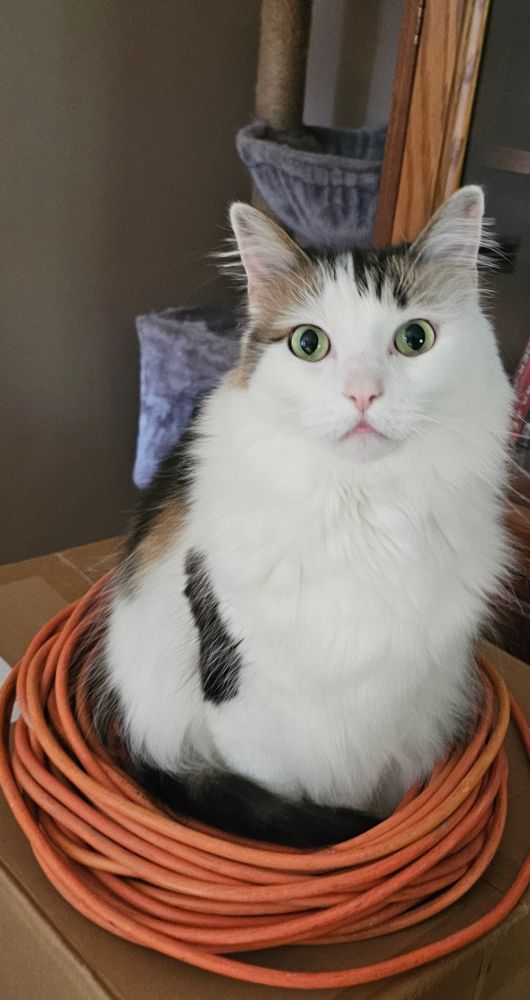 Kitty is sitting in the center of a coiled extension cord.