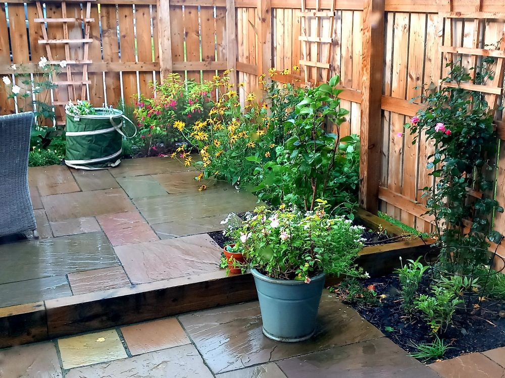 Corner of small garden with Rudbeckia, Roses, fuschia, and Japanese Anenome. 