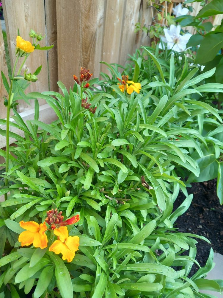 Clump of wallflowers with orange buds and flowers.