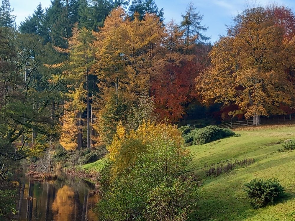 View of autumnal woodland