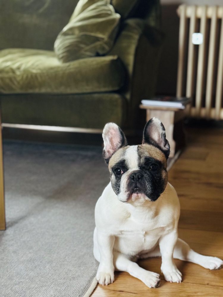 My French Bulldog, Dotty. She had chosen to sit fully on her bottom, with her two back legs stuck out along the wooden floor, she is in an upright position, resting her weight on her front paws. Her face looks as thoughtful as it is possible for a Frenchie to look (slightly melancholic?), her focus is just to the side of the camera.
Dotty is a brindle-pied Frenchie, predominantly white, with a brown muzzle, and brown over her eyes and ears. 