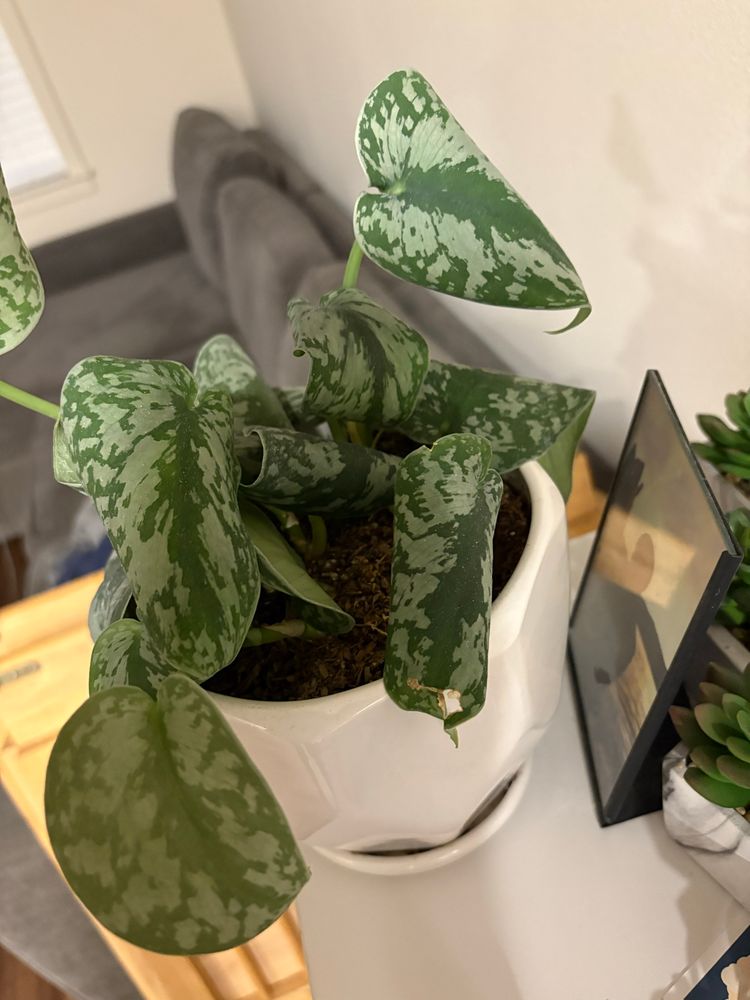 A plant with curled up, shriveled leaves