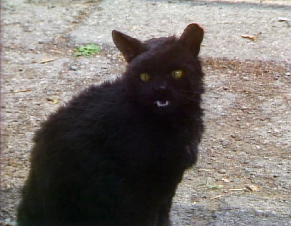 Somewhat unconvincing animatronic black cat in Doctor Who: Survival (1989)