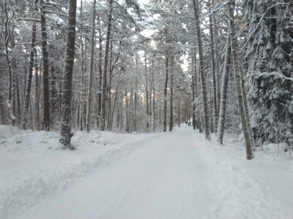 Snowy path through a forest