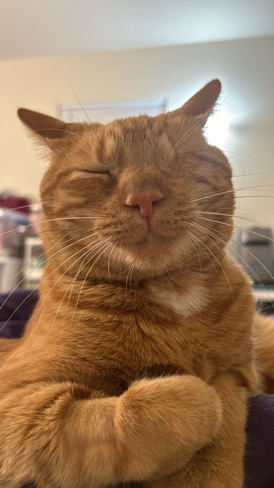 a one eyed orange cat sits with his eye closed and his paws crossed
