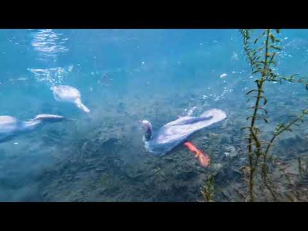 Merganser fishing underwater - Allegheny River - November 11, 2025
