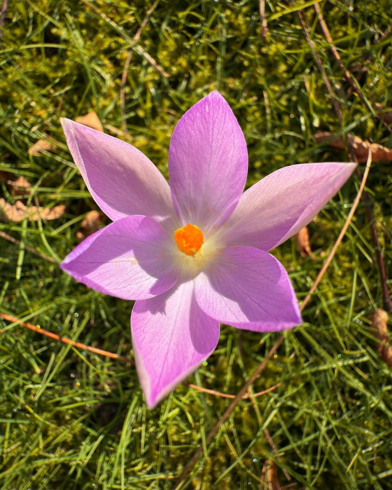 A close up of a flowering purple crocus among shot from above. 


