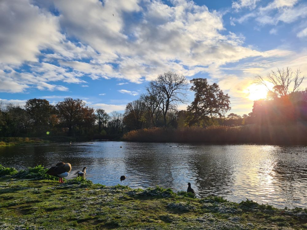 Sunrise over a lake with wooded horizon and waterfowl in the foreground