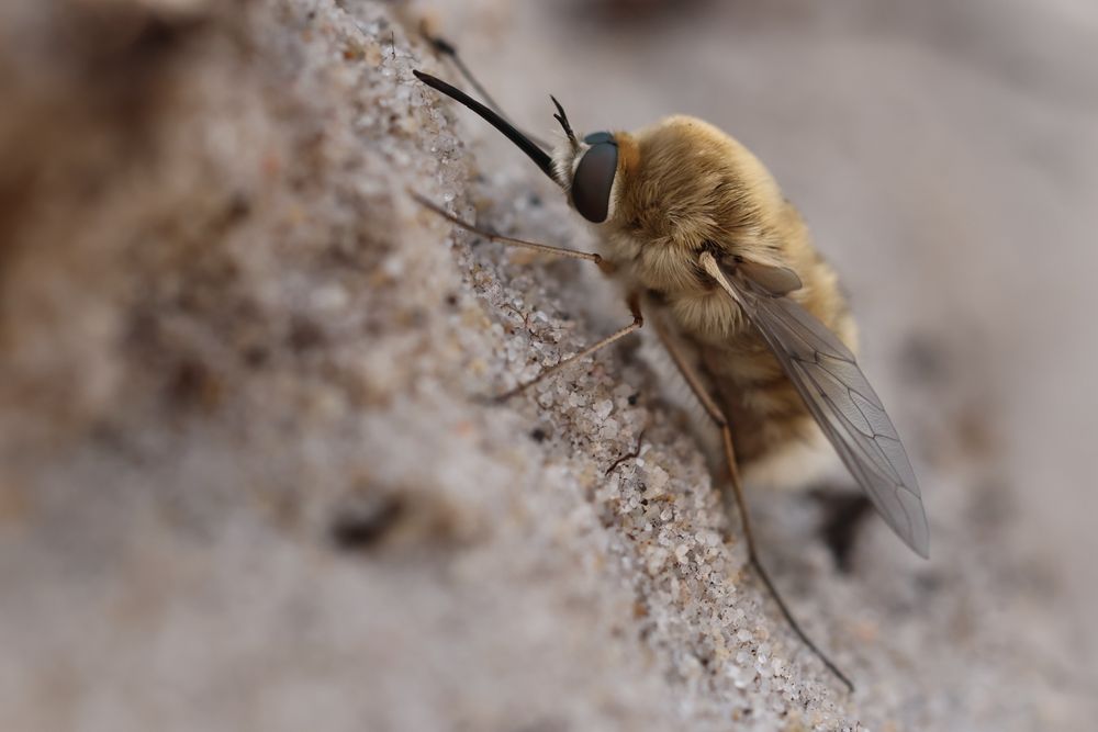 Heath Bee-fly, fuzzy and sandy brown, with a long dark proboscis, sunning itself on the sand 
