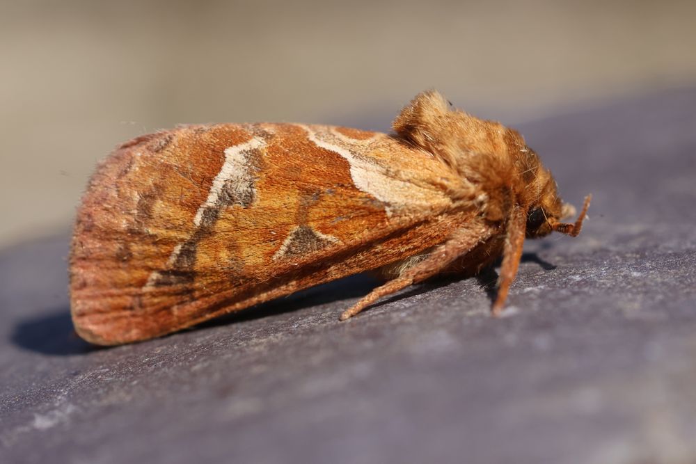 An Orange Swift moth resting on a piece of grey slate. It’s an orange-brown moth with pale-bordered dark markings on the wings