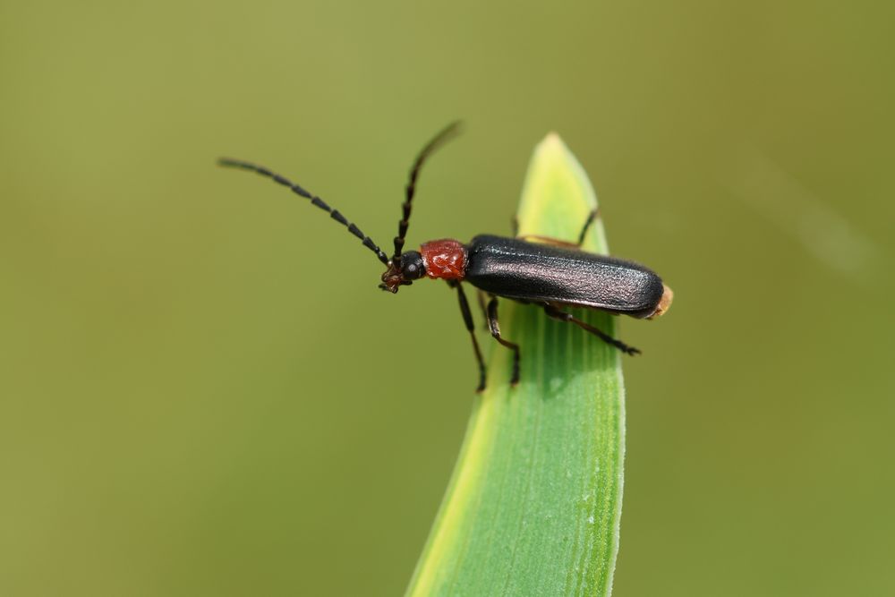 Silis ruficollis, a slender black beetle with a red pronotum and long antennae, stands on a leaf