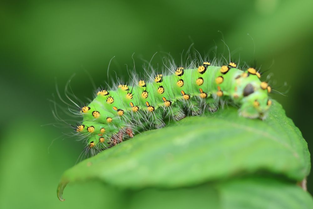 An emperor moth caterpillar resting on a leaf. It’s a bright green caterpillar with yellow bumps and long white hairs 