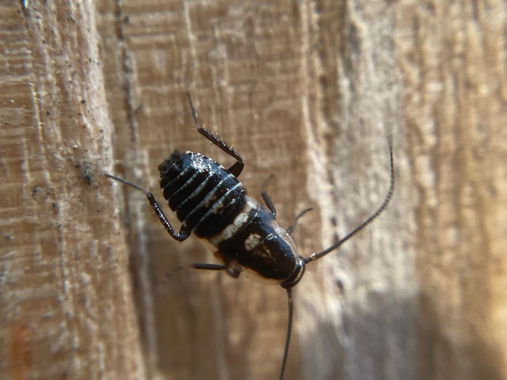 A black insect with pale markings and long antennae, scurrying over a wooden post 