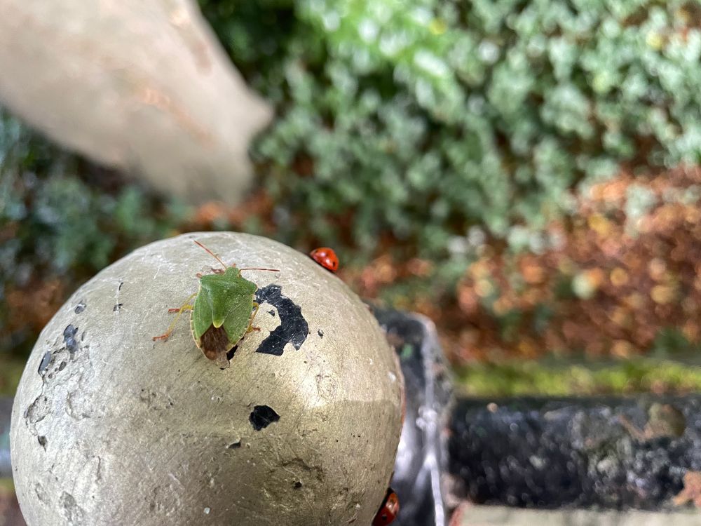 A green shieldbug clings to a metal railing, with a few 7-spot ladybirds nearby