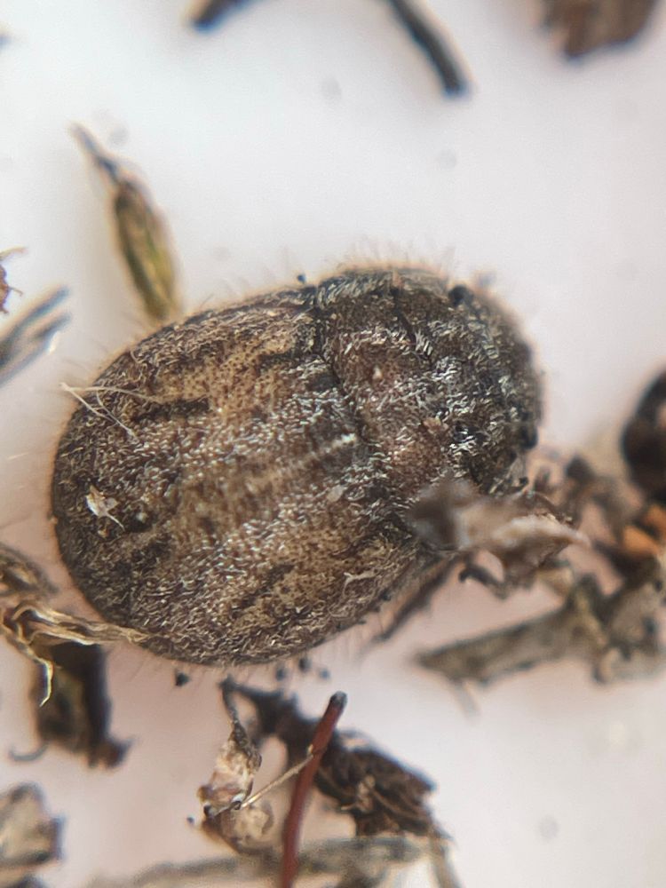 Lesser streaked Shieldbug, a small, round brown bug with silver streaks, in a pot lid surrounded by detritus 