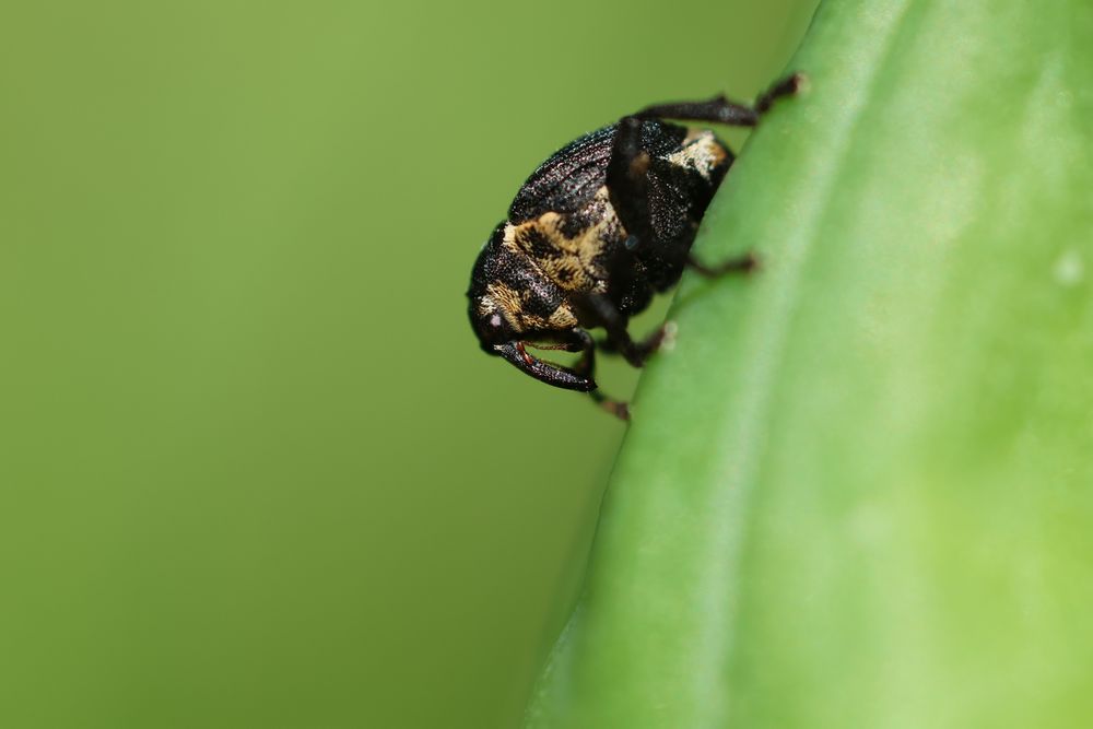 An iris weevil preparing to plunge its long proboscis into a green iris 