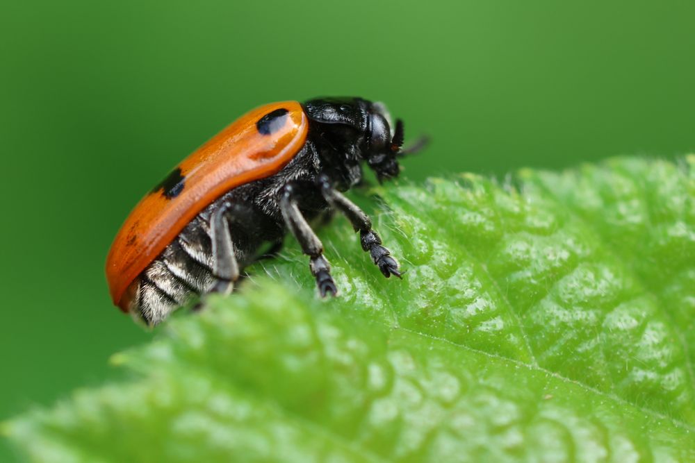 Clytra quadripunctata, a black beetle with orange-red wing cases sporting black dots, clings to a leaf. 