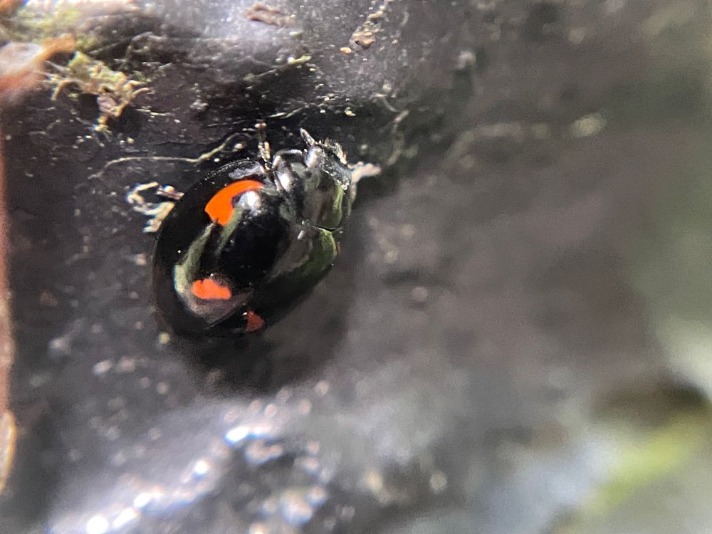 A pine ladybird clinging to a railing. It’s an all black ladybird with red markings on the wing cases 