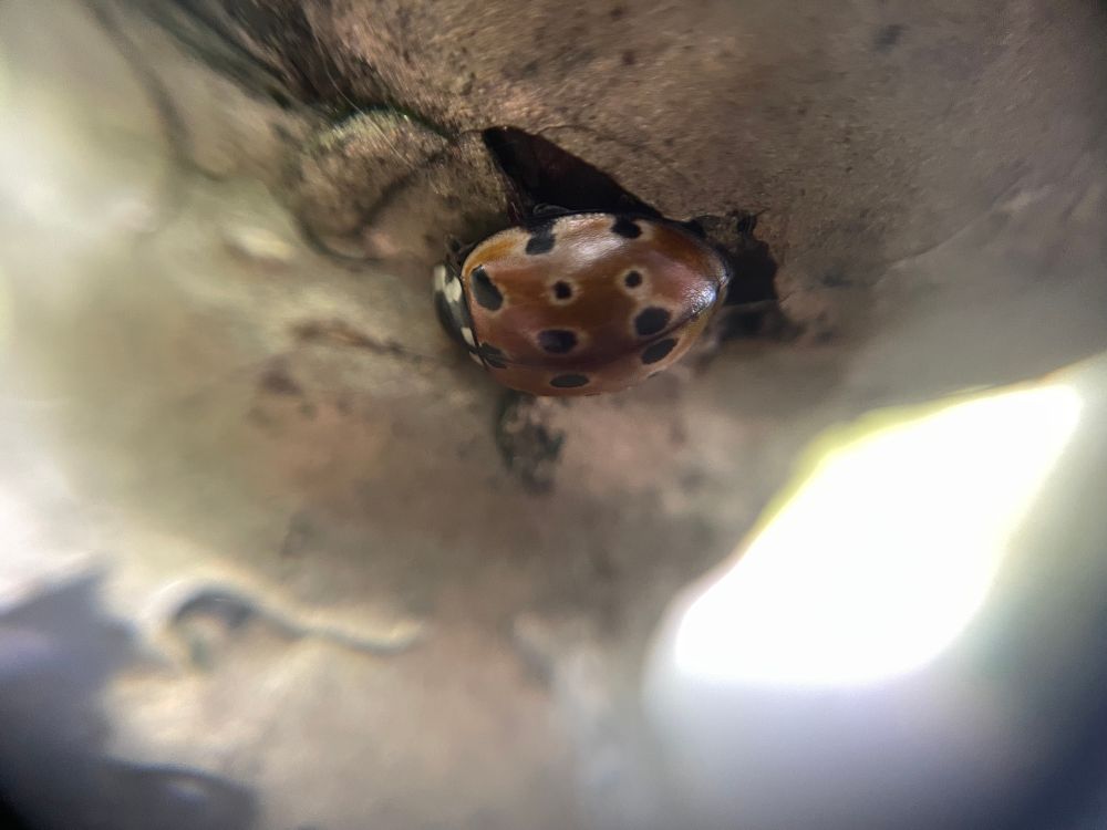 An eyed ladybird, with pale rings around its black spots, clings to a metal railing 