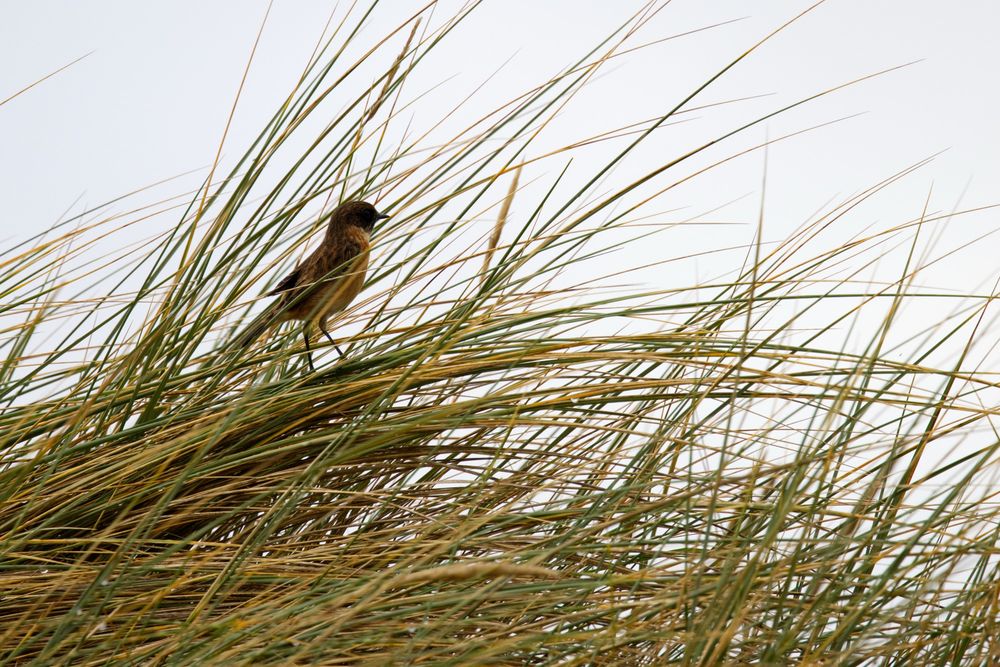 A stonechat hidden in long grass