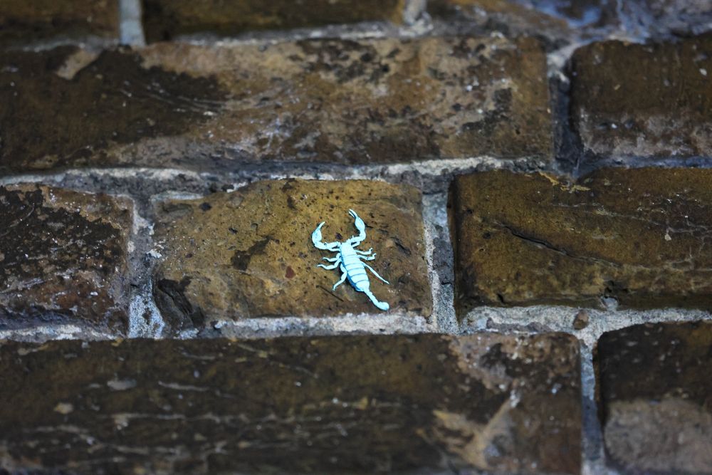 A yellow-tailed scorpion, Euscorpius flavicaudis, glowing blue beneath a UV torch as it runs across a brick wall 